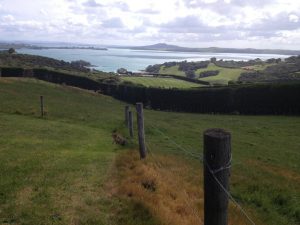 Read more about the article Sightseeing in Auckland With the Ferry
